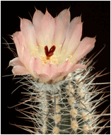 Austrocactus dusenii