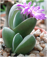 GIBBAEUM (ГИББЕУМ)