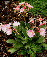 Lewisia