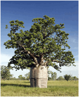 ADANSONIA (БАОБАБ) 1 ADANSONIA (БАОБАБ) | 1