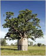 ADANSONIA (БАОБАБ)