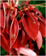 ERYTHRINA (ЭРИТРИНА)