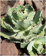 AGAVE (АГАВА)