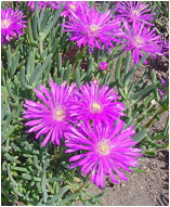 LAMPRANTHUS (ЛАМПРАНТУС)