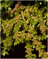 PILEA (ПИЛЕЯ) 1 PILEA (ПИЛЕЯ) | 1