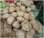 PACHYRHIZUS (ПАХИРИЗУС) 2 File:Yam bean Pachyrhizus erosus.JPG