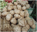 File:Yam bean Pachyrhizus erosus.JPG