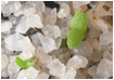 TITANOPSIS (ТИТАНОПСИС) 2 TITANOPSIS (ТИТАНОПСИС) | 2