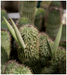 HOODIA (ХУДИЯ) 2 HOODIA (ХУДИЯ) | 1