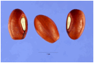 ERYTHRINA (ЭРИТРИНА) 2 Image:Tiger's Claw, Erythrina variegata Hurst.jpg