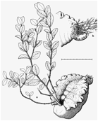 HYDNOPHYTUM (ХИДНОФИТУМ) 2 Hydnophytum kajewskii, a species of ant-plant from Bougainville island
