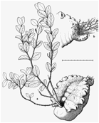 Hydnophytum kajewskii, a species of ant-plant from Bougainville island