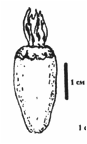 ARIOCARPUS (АРИОКАРПУС) | 2