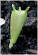 Full size picture of Stapelia (Stapelia variegata var. curtisii)