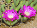 GIBBAEUM (ГИББЕУМ) 4 Antegibbaeum fissoides flowers by Martin_Heigan.
