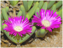 Antegibbaeum fissoides flowers by Martin_Heigan.