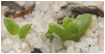 TITANOPSIS (ТИТАНОПСИС) 3 TITANOPSIS (ТИТАНОПСИС) | 3