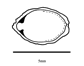 Описание: Embryo drawing of Impatiens capensis