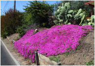 LAMPRANTHUS (ЛАМПРАНТУС) 3 LAMPRANTHUS (ЛАМПРАНТУС) | 2