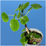 PILEA (ПИЛЕЯ) | 3