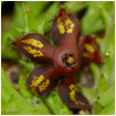 ORBEA (ОРБЕЯ) 4 ORBEA (ОРБЕЯ) | 2