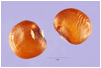 PACHYRHIZUS (ПАХИРИЗУС) 4 Pachyrhizus tuberosus (Lam.) Spreng.