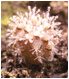 Arrojadoa reflexa