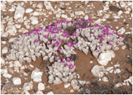 GIBBAEUM (ГИББЕУМ) 2 GIBBAEUM (ГИББЕУМ)