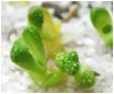 TITANOPSIS (ТИТАНОПСИС) 4 TITANOPSIS (ТИТАНОПСИС) | 4