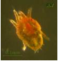 Плоский клещ. Личинка плоскотелки Brevipalpus obovatus