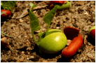 ERYTHRINA (ЭРИТРИНА) 4 ERYTHRINA (ЭРИТРИНА) | 3