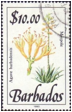 AGAVE (АГАВА) 3 Описание: Barbade