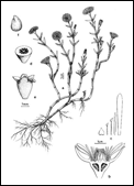 LAMPRANTHUS (ЛАМПРАНТУС) 4 LAMPRANTHUS (ЛАМПРАНТУС) | 3