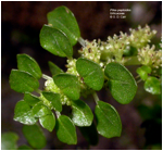 PILEA (ПИЛЕЯ) 3 PILEA (ПИЛЕЯ) | 2