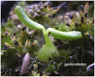 HYDNOPHYTUM (ХИДНОФИТУМ) 4 HYDNOPHYTUM (ХИДНОФИТУМ) | 3