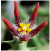 ORBEA (ОРБЕЯ) 5 ORBEA (ОРБЕЯ) | 3