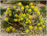 СУККУЛЕНТНЫЕ МОЛОЧАИ ОТКРЫТОГО ГРУНТА 5 Euphorbia rigida