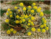 Euphorbia rigida