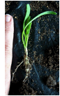 LEWISIA (ЛЕВИЗИЯ) 5 LEWISIA (ЛЕВИЗИЯ) | 4