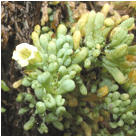 NOLANA (НОЛАНА) 5 Imágen de Nolana crassulifolia (Sosa/Hierba de la lombriz/Sosa brava)