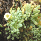 Imágen de Nolana crassulifolia (Sosa/Hierba de la lombriz/Sosa brava)