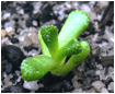 TITANOPSIS (ТИТАНОПСИС) 5 TITANOPSIS (ТИТАНОПСИС) | 5
