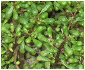 PILEA (ПИЛЕЯ) | 4