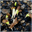 HOODIA (ХУДИЯ) 5 Photobucket - Video and Image Hosting