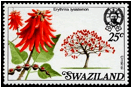 ERYTHRINA (ЭРИТРИНА) 5 Erythrina lysistemon