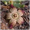 ORBEA (ОРБЕЯ) 6 ORBEA (ОРБЕЯ) | 4