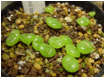 GIBBAEUM (ГИББЕУМ) 5 GIBBAEUM (ГИББЕУМ) | 1