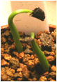 AGAVE (АГАВА) 6 Описание: agaveseedlings20080210
