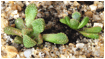 TITANOPSIS (ТИТАНОПСИС) 6 TITANOPSIS (ТИТАНОПСИС) | 6