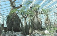 ADANSONIA (БАОБАБ) 6 ADANSONIA (БАОБАБ) | 3